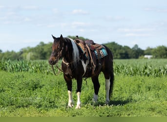 Cheval de trait Croisé, Hongre, 5 Ans, 152 cm, Pinto