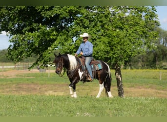 Cheval de trait Croisé, Hongre, 5 Ans, 152 cm, Pinto