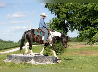 Cheval de trait Croisé, Hongre, 5 Ans, 152 cm, Pinto