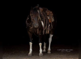 Cheval de trait Croisé, Hongre, 5 Ans, 152 cm, Pinto