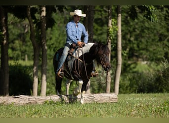 Cheval de trait Croisé, Hongre, 5 Ans, 152 cm, Pinto