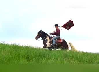 Cheval de trait Croisé, Hongre, 5 Ans, 155 cm, Pinto