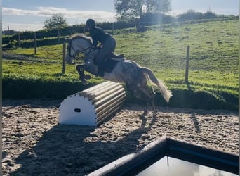Cheval de trait, Hongre, 5 Ans, 156 cm, Gris pommelé