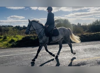 Cheval de trait, Hongre, 5 Ans, 156 cm, Gris pommelé