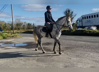 Cheval de trait, Hongre, 5 Ans, 156 cm, Gris pommelé
