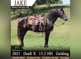 Cheval de trait Croisé, Hongre, 5 Ans, 157 cm, Gris noir