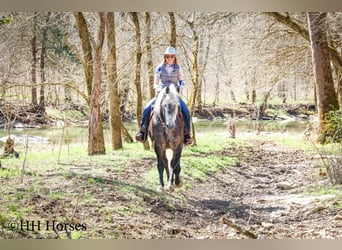 Cheval de trait Croisé, Hongre, 5 Ans, 157 cm, Gris