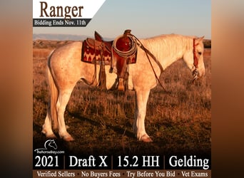 Cheval de trait Croisé, Hongre, 5 Ans, 157 cm, Palomino