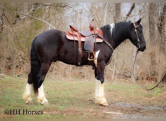 Cheval de trait, Hongre, 5 Ans, 157 cm, Tobiano-toutes couleurs