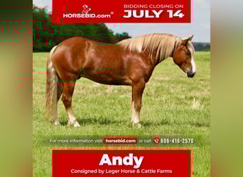 Cheval de trait Croisé, Hongre, 5 Ans, 157 cm