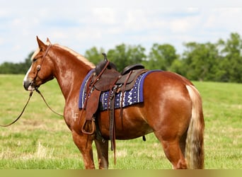 Cheval de trait Croisé, Hongre, 5 Ans, 157 cm