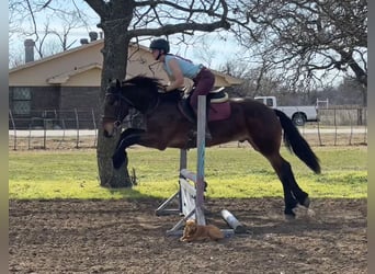 Cheval de trait Croisé, Hongre, 5 Ans, 160 cm, Bai cerise