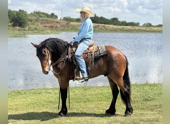 Cheval de trait Croisé, Hongre, 5 Ans, 160 cm, Bai cerise