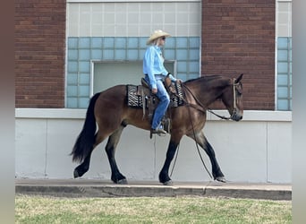 Cheval de trait Croisé, Hongre, 5 Ans, 160 cm, Bai cerise