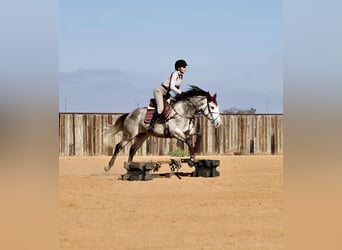 Cheval de trait Croisé, Hongre, 5 Ans, 160 cm, Gris
