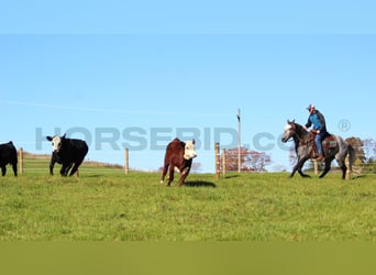 Cheval de trait Croisé, Hongre, 5 Ans, 160 cm, Gris pommelé