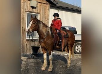 Cheval de trait Croisé, Hongre, 5 Ans, 160 cm, Pinto