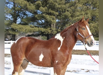 Cheval de trait Croisé, Hongre, 5 Ans, 160 cm, Pinto