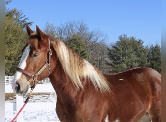 Cheval de trait Croisé, Hongre, 5 Ans, 160 cm, Pinto