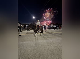 Cheval de trait Croisé, Hongre, 5 Ans, 160 cm, Pinto