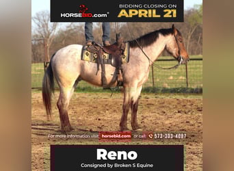 Cheval de trait Croisé, Hongre, 5 Ans, 160 cm, Roan-Bay