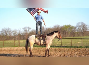 Cheval de trait Croisé, Hongre, 5 Ans, 160 cm, Roan-Bay