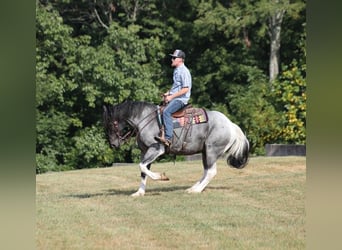 Cheval de trait, Hongre, 5 Ans, 160 cm, Rouan Bleu