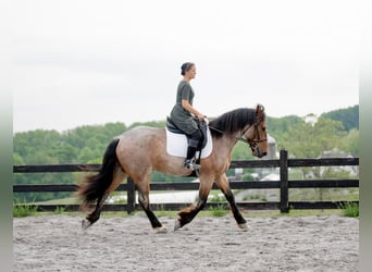 Cheval de trait Croisé, Hongre, 5 Ans, 160 cm, Rouan Rouge