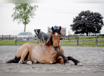 Cheval de trait Croisé, Hongre, 5 Ans, 160 cm, Rouan Rouge