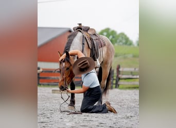 Cheval de trait Croisé, Hongre, 5 Ans, 160 cm, Rouan Rouge