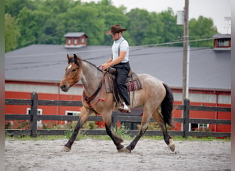 Cheval de trait Croisé, Hongre, 5 Ans, 160 cm, Rouan Rouge