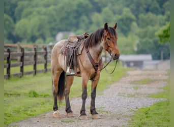 Cheval de trait Croisé, Hongre, 5 Ans, 160 cm, Rouan Rouge