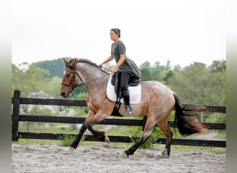 Cheval de trait Croisé, Hongre, 5 Ans, 160 cm, Rouan Rouge