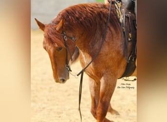 Cheval de trait Croisé, Hongre, 5 Ans, 160 cm, Rouan Rouge