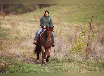 Cheval de trait Croisé, Hongre, 5 Ans, 160 cm, Rouan Rouge