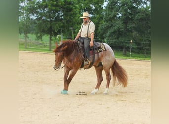 Cheval de trait Croisé, Hongre, 5 Ans, 160 cm, Rouan Rouge