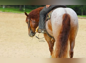 Cheval de trait Croisé, Hongre, 5 Ans, 160 cm, Rouan Rouge