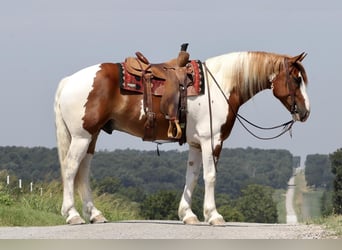 Cheval de trait Croisé, Hongre, 5 Ans, 163 cm, Alezan cuivré