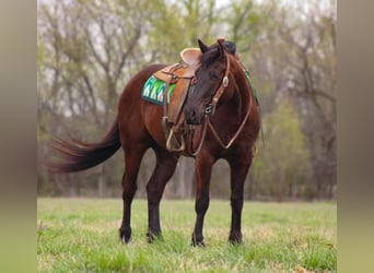 Cheval de trait Croisé, Hongre, 5 Ans, 163 cm, Bai brun