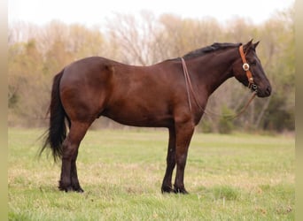 Cheval de trait Croisé, Hongre, 5 Ans, 163 cm, Bai brun