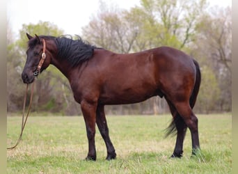 Cheval de trait Croisé, Hongre, 5 Ans, 163 cm, Bai brun