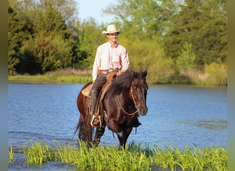 Cheval de trait Croisé, Hongre, 5 Ans, 163 cm, Bai brun