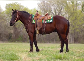 Cheval de trait Croisé, Hongre, 5 Ans, 163 cm, Bai brun