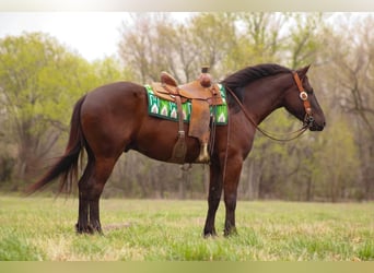 Cheval de trait Croisé, Hongre, 5 Ans, 163 cm, Bai brun