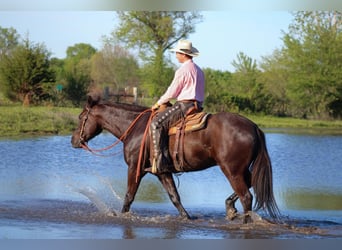 Cheval de trait Croisé, Hongre, 5 Ans, 163 cm, Bai brun