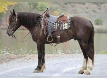 Cheval de trait Croisé, Hongre, 5 Ans, 163 cm, Bai cerise