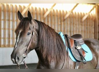 Cheval de trait Croisé, Hongre, 5 Ans, 163 cm, Bai cerise