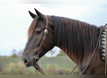 Cheval de trait Croisé, Hongre, 5 Ans, 163 cm, Bai cerise
