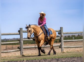 Cheval de trait Croisé, Hongre, 5 Ans, 163 cm, Buckskin