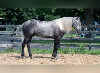 Cheval de trait Croisé, Hongre, 5 Ans, 163 cm, Gris